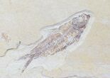 Multiple Knightia Fossil Fish Plate - x #20471-2